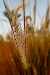 Close-up of stalks in field