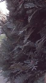 Full frame shot of tree trunk in forest