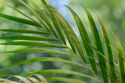 Close-up of green leaves
