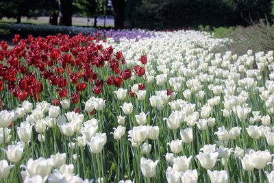 Close-up of white flowers blooming in field