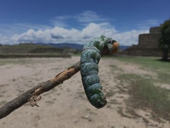 Lizard on landscape against sky
