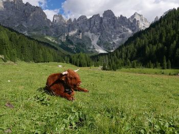 Highland cattle on grassy field against dolomites mountains