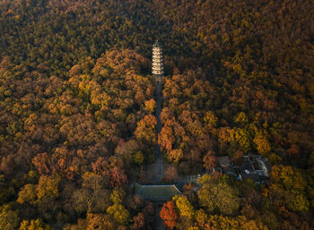 High angle view of trees and plants during autumn