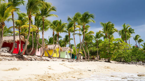 Palm trees on beach against sky