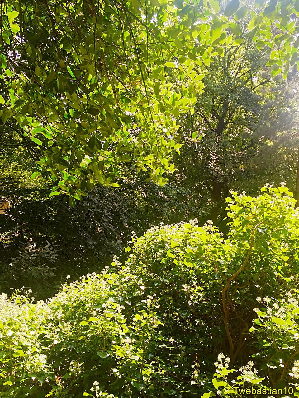 TREES GROWING IN PARK