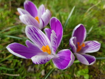 Close-up of purple crocus flowers