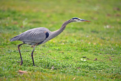 Side view of a bird on field