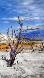 Bare trees on landscape