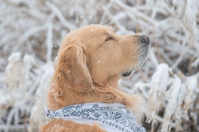 Close-up of dog on field during winter