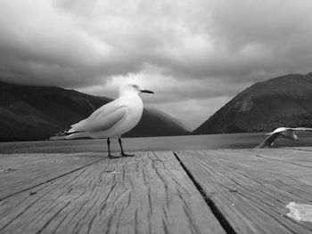 Bird perching on wood against sky