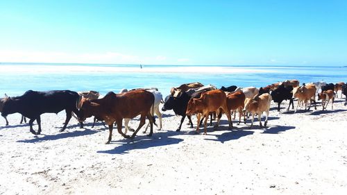 Horses on beach