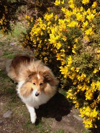 Dog standing on yellow flower tree