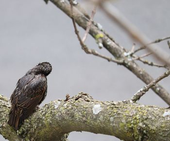 Close-up of bird perching on tree