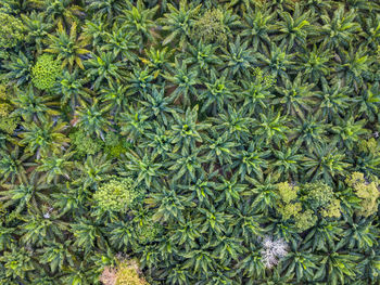 Full frame shot of plants