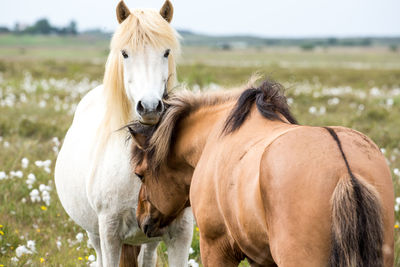 Horse in a field