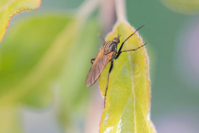 Close-up of insect on plant