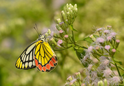 Close-up of butterfly pollinating on flower