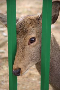 Close-up portrait of deer on field