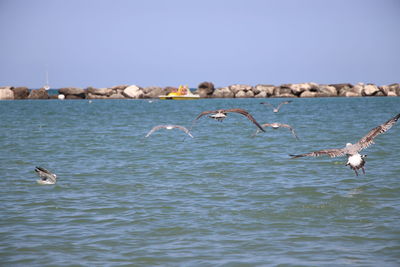 Seagulls flying over sea against sky