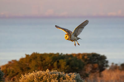 Barn owl  flying over sea