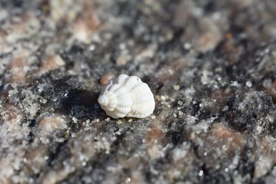 Close-up of shell on rock