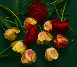 Close-up of pink flowers