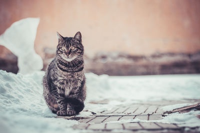 Portrait of cat by water