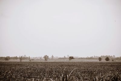 Scenic view of field against clear sky