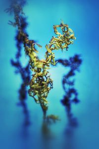 Close-up of wilted plant against blue sky