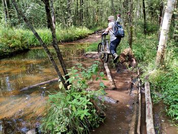 Trees by stream in forest