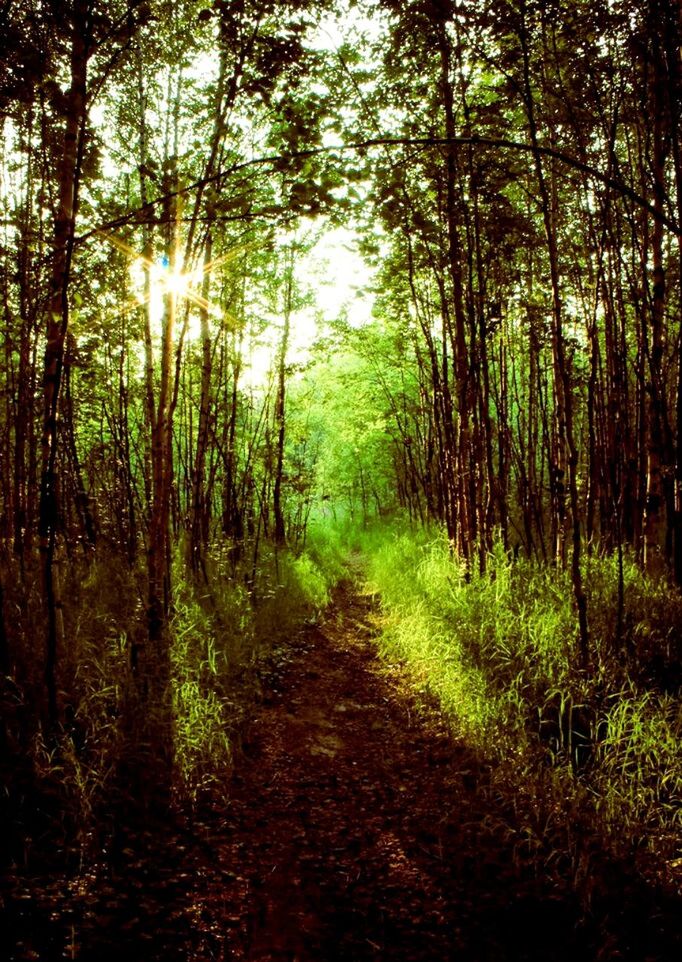 forest, nature, tree, tranquil scene, landscape, scenics, tranquility, the way forward, outdoors, woodland, plant, no people, beauty in nature, day, grass, growth, single lane road, summer, adventure