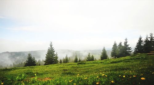 Trees on field against sky