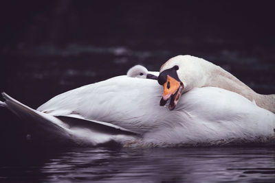 Close-up of swan floating on lake