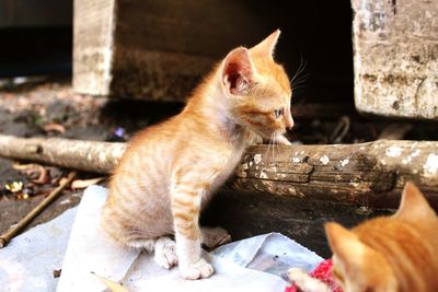 Close-up of cat sitting outdoors