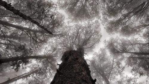 Low angle view of trees in forest against sky