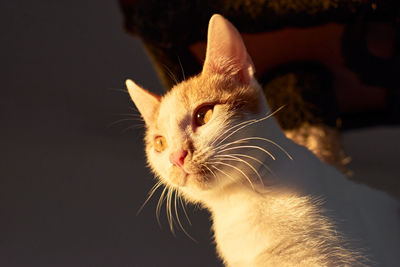 Close-up of a cat looking away
