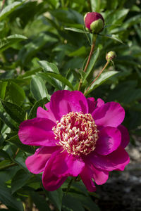 Close-up of pink flower