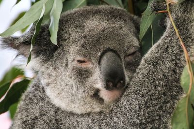 Close-up portrait of sheep on tree