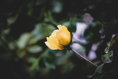 Close-up of yellow rose flower