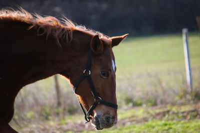 Close-up of horse in field