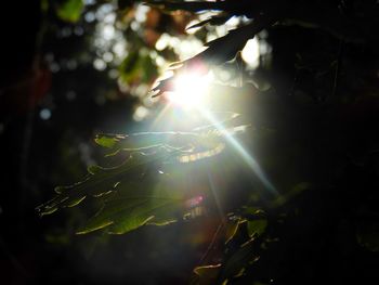 Sunlight streaming through plants