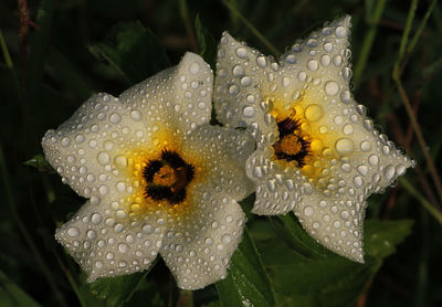 Close-up of wet flower on plant