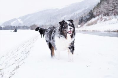 Dog on snow covered land