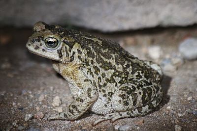Close-up of lizard on rock