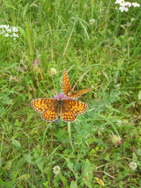 Close-up of butterfly on plant