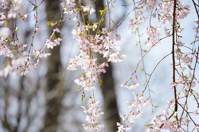 Close-up of flowers blooming on tree