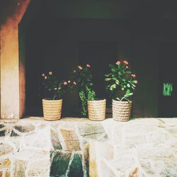 Potted plants on the wall