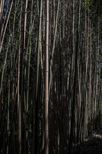 Bamboo trees in forest