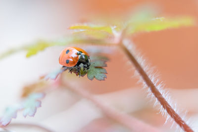 Close-up of ladybug on flower