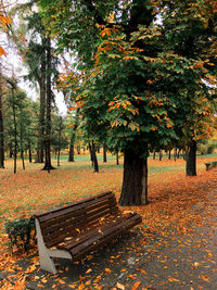 Trees in park during autumn